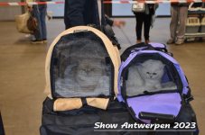 Schow Antwerpen 2023 091