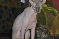Katttenshow Arendonk 2020 DSC 0128