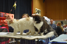 Katttenshow Arendonk 2020 DSC 0321