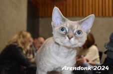 Arendonk 2024 411