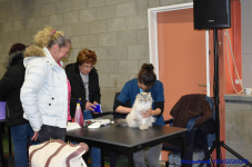 Katttenshow Arendonk 2020 DSC 0031