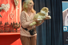 Katttenshow Arendonk 2020 DSC 0486