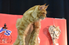 Katttenshow Arendonk 2020 DSC 0688